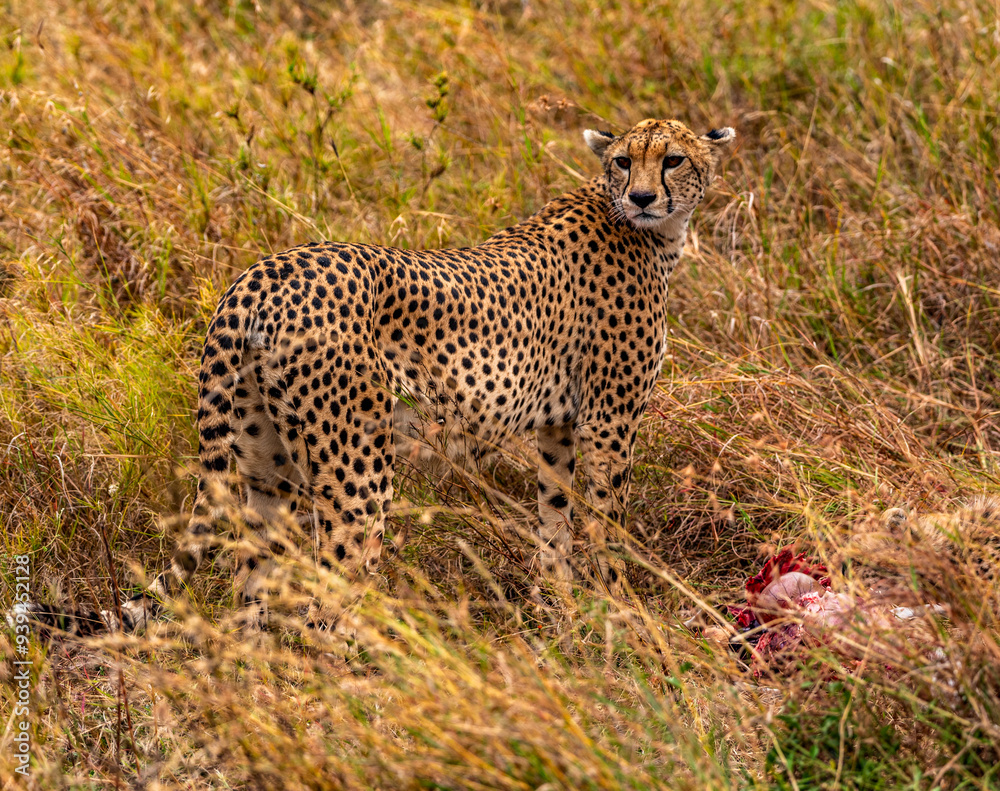 Cheetah, Serengeti National Park, Tanzania Cheetah, Serengeti National Park, Tanzania