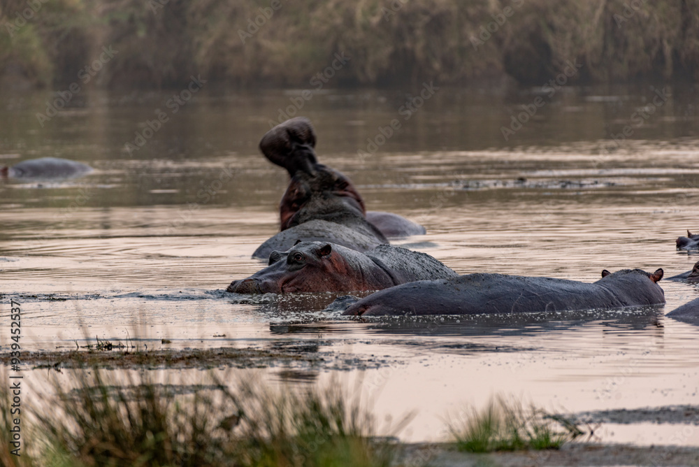 Fototapeta premium Hippos at Serengeti National Park, Tanzania