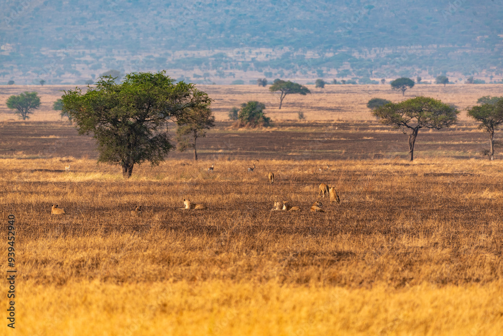 Lions at Serengeti National Park, Tanzania Lions at Serengeti National Park, Tanzania