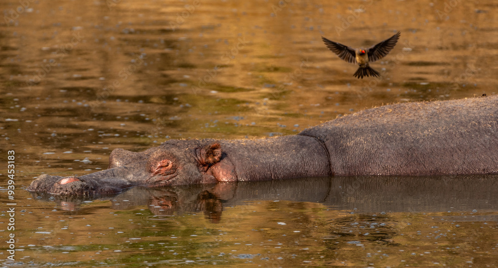 Fototapeta premium Hippos at Serengeti National Park, Tanzania