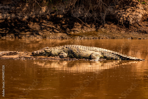 Bild auf Leinwand Nile Crocodile at Mara River, Serengeti National Park, Tanzania