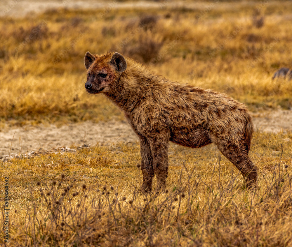 Hyena at Ngorongoro Conservation Area, Tanzania Hyena at Ngorongoro Conservation Area, Tanzania