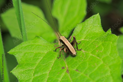 dark bush cricket grasshopper insect macro photo