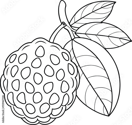 Atemoya fruit line art illustration black and white