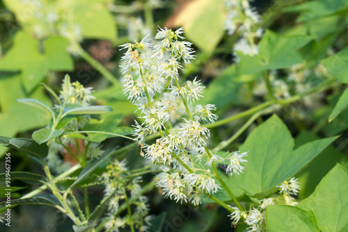 Wild cucumber, Echinocystis lobata flowers closeup selective focus . photo