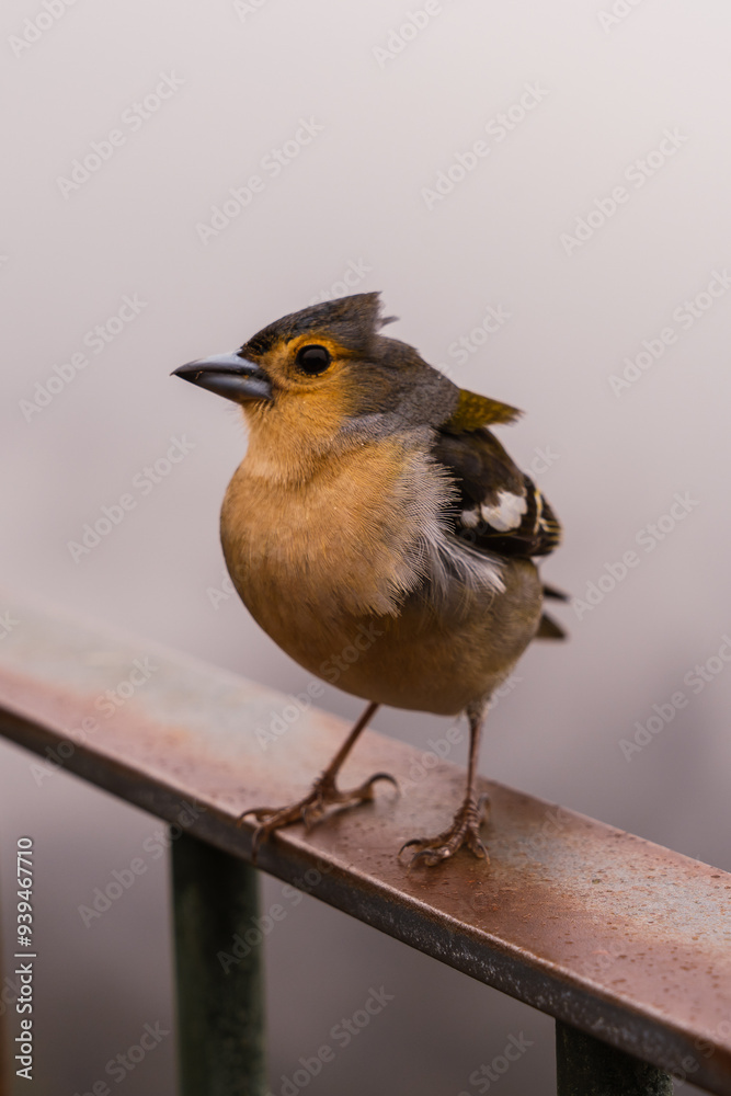 Obraz premium Vogel