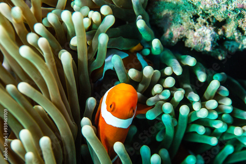 PG Island, Oriental Mindoro Province, Philippines - Close-up of marine life photo