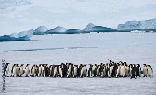 Emperor Penguins Huddled Together on Antarctic Ice Sheet