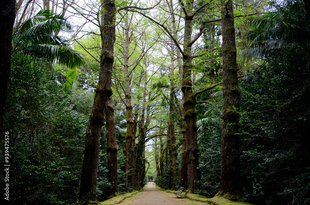 Obraz premium enchanted forest