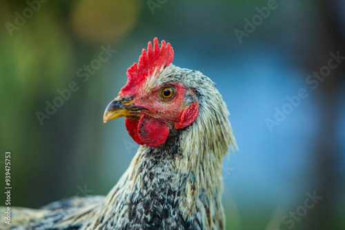 Chicken on green grass in the garden. Village life with domestic birds.