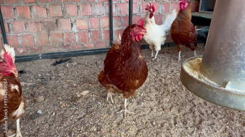 Slow Motion of Chickens Walking and Feeding in a Coop