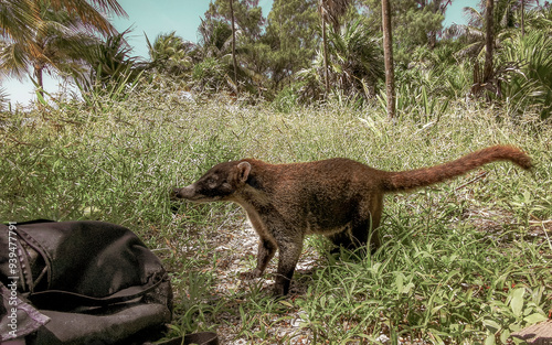 Coati coatis snuffling and search for food tropical jungle Mexico.