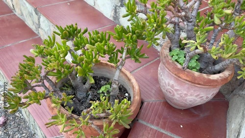 Succulent plant in a terracotta pot on a tiled patio.