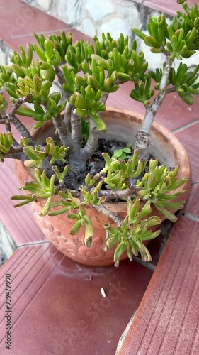 Slow Motion of a Succulent Plant in a Pot on a Red-Tiled Patio