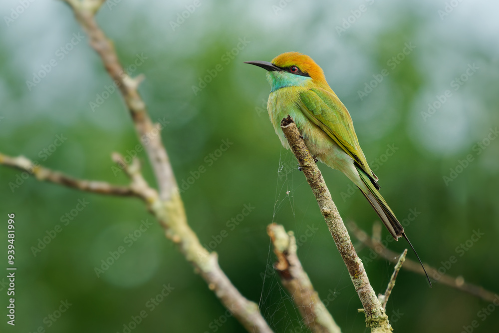 Fototapeta premium Asian green bee-eater Merops orientalis also Little green bee-eater, bird in Sri Lanka widely distributed across Asia from coastal southern Iran east through the Indian subcontinent to Vietnam