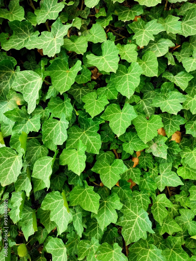 English ivy: a species of Ivy, its botanical name is Hedera helix. English ivy: a species of Ivy, its botanical name is Hedera helix.