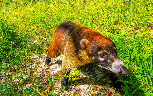 Coati coatis snuffling and search for food tropical jungle Mexico.