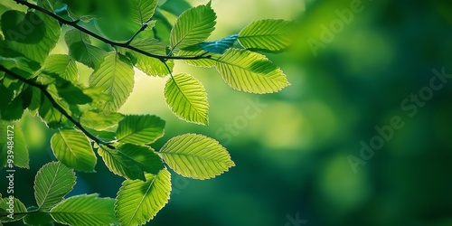 Fresh leaves on summer natural green background. Eco concept, copy space.