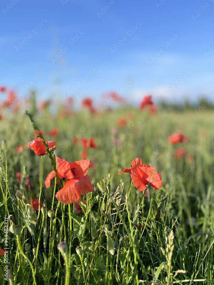 Obraz premium Poppies