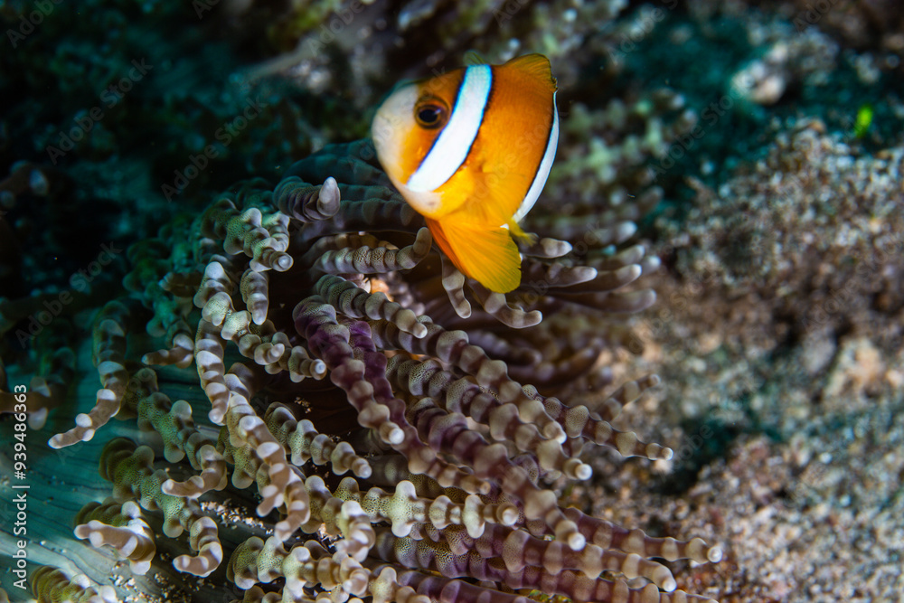 PG Island, Oriental Mindoro Province, Philippines - Close-up of marine life PG Island, Oriental Mindoro Province, Philippines - Close-up of marine life