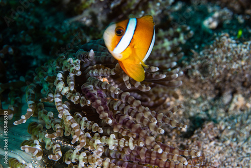 PG Island, Oriental Mindoro Province, Philippines - Close-up of marine life photo