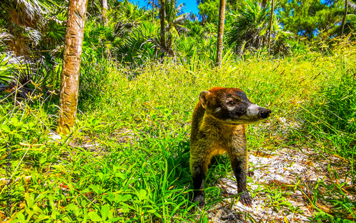 Coati coatis snuffling and search for food tropical jungle Mexico.