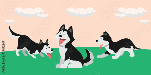 Adorable Siberian Husky Dogs in Various Poses