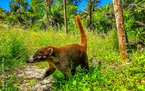 Coati coatis snuffling and search for food tropical jungle Mexico.