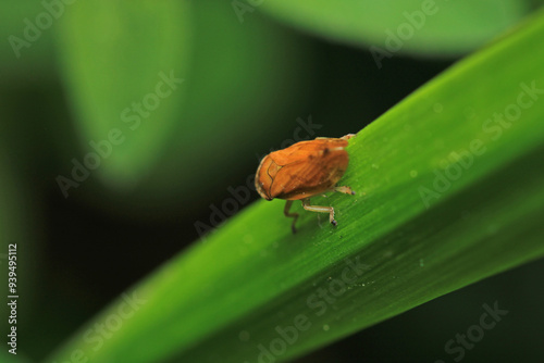 natural Passionvine hopper insect macro photo photo