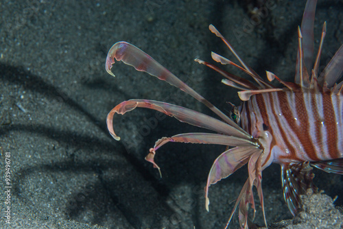 PG Island, Oriental Mindoro Province, Philippines - Close-up of marine life photo