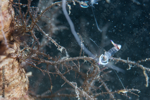 PG Island, Oriental Mindoro Province, Philippines - Close-up of marine life photo