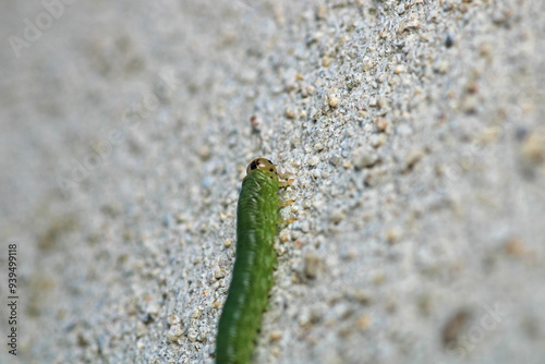 cimbex femoratus fly larva macro photo photo