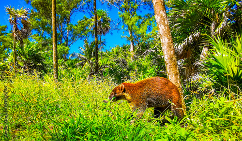 Coati coatis snuffling and search for food tropical jungle Mexico.