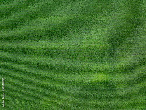 Aerial view of maize field in agricultural land. Rural scene with corn field from above.