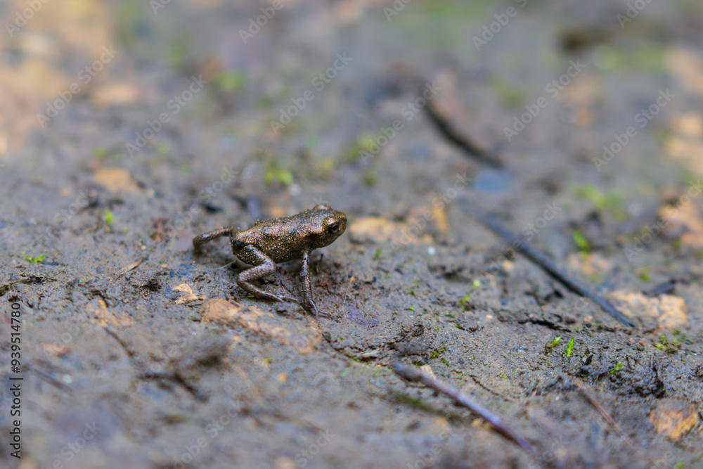 Tiny Toads on a forest floor, County Durham, England, UK Tiny Toads on a forest floor, County Durham, England, UK