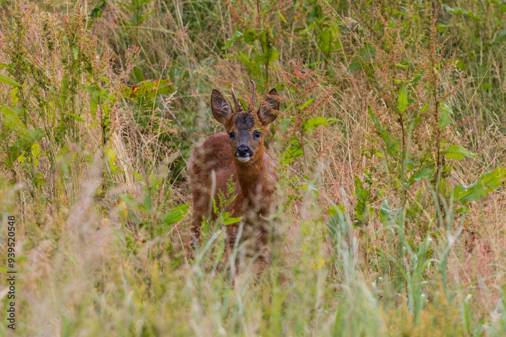 Male Roe Deer in long grass, County Durham, England, UK. Male Roe Deer in long grass, County Durham, England, UK.