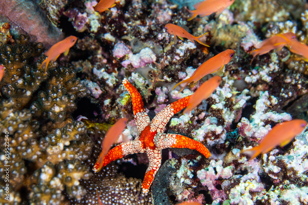 PG Island, Oriental Mindoro Province, Philippines - Close-up of marine life PG Island, Oriental Mindoro Province, Philippines - Close-up of marine life