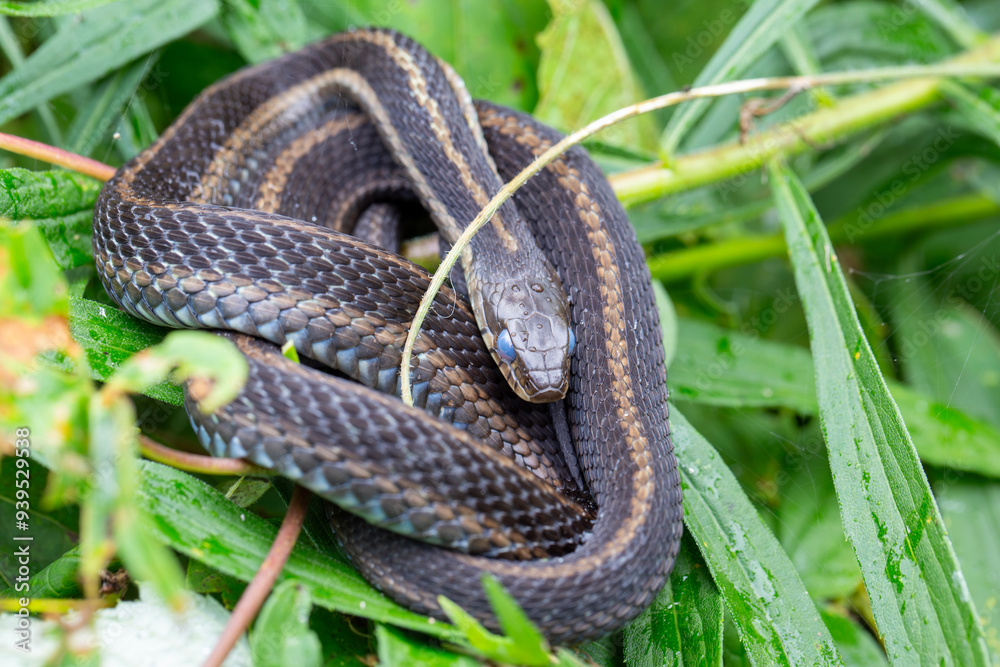 Fototapeta premium An eastern garter snake about to shed its skin.