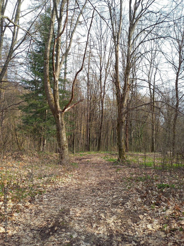 Trees without leaves grow in the autumn park. All the leaves are dry on the ground. Natural landscape Trees without leaves grow in the autumn park. All the leaves are dry on the ground. Natural landscape