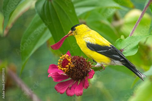 Male goldfinch bird perched on pink zinnia flower with petal in his beak