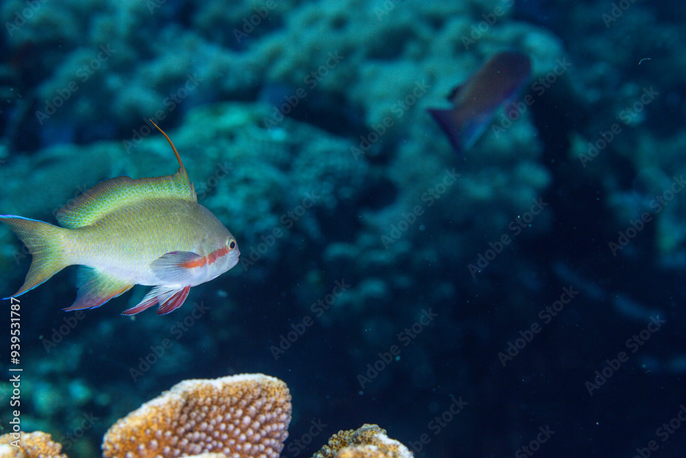 PG Island, Oriental Mindoro Province, Philippines - Close-up of marine life PG Island, Oriental Mindoro Province, Philippines - Close-up of marine life