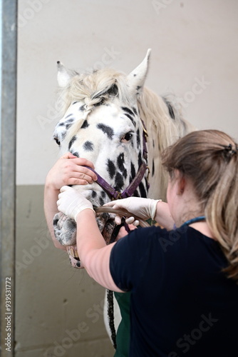 In der Pferdeklinik, Kolikerbehandlung, Magensonde wird geschoben photo
