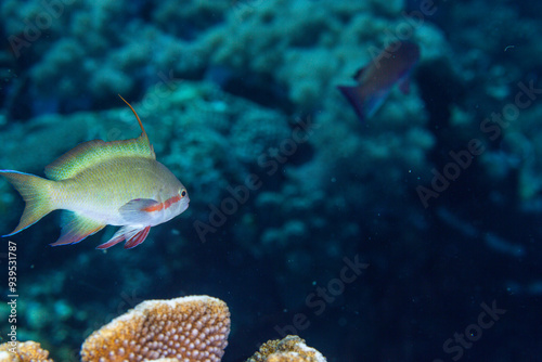 PG Island, Oriental Mindoro Province, Philippines - Close-up of marine life
