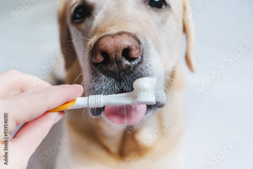 Brushing dogs' teeth. The dog licks toothpaste.