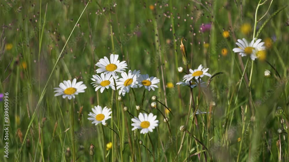 Summer meadow with white daisy flowers Summer meadow with white daisy flowers