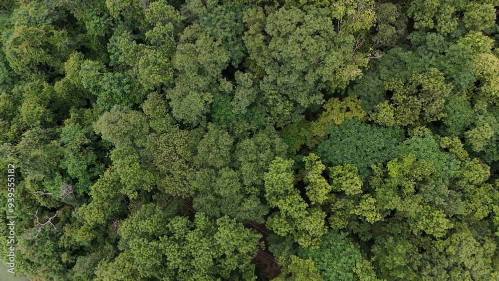 Aerial view the Tropical forest Healthy environment green tone Aerial view the Tropical forest Healthy environment green tone