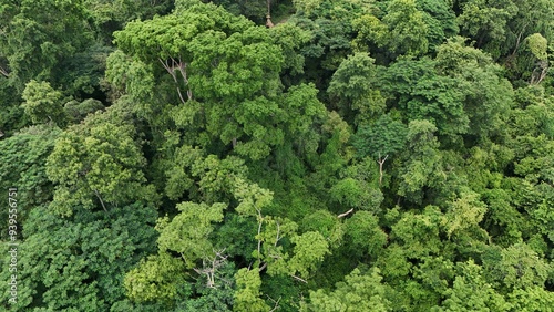 Aerial view the Tropical forest Healthy environment green tone 