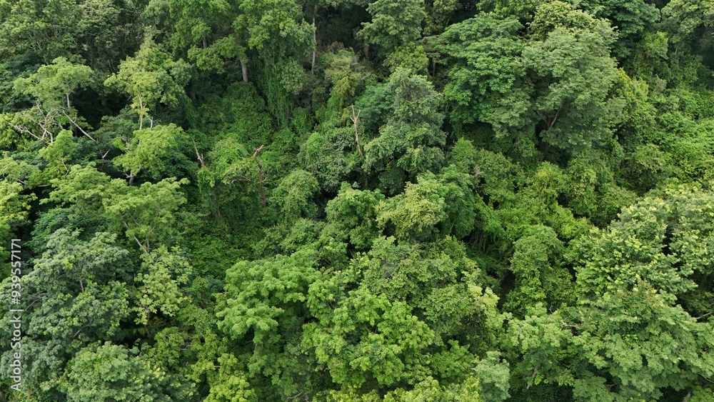 Aerial view the Tropical forest Healthy environment green tone Aerial view the Tropical forest Healthy environment green tone
