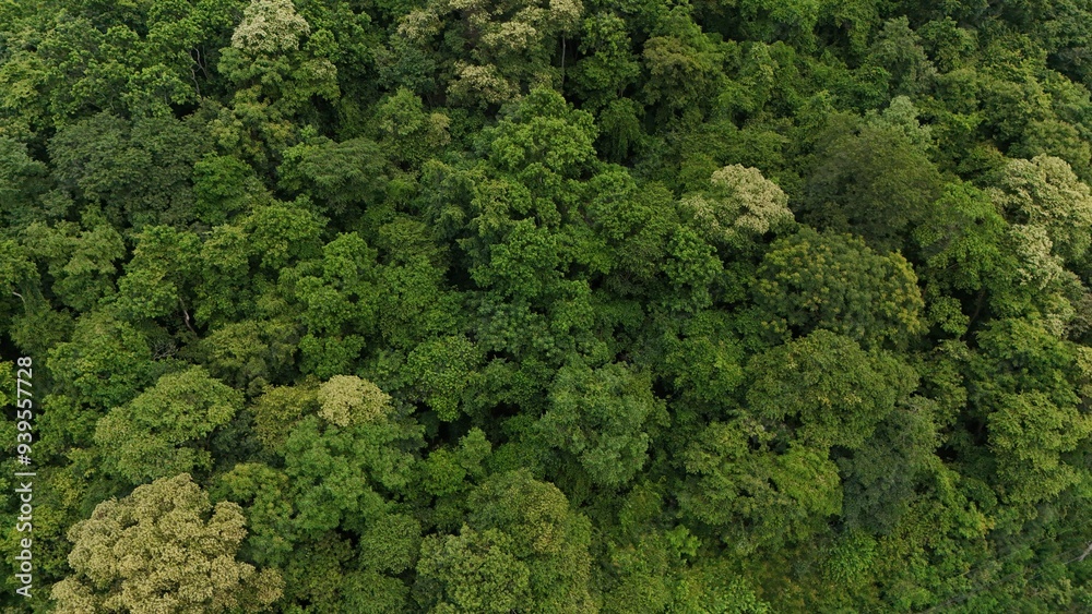 Aerial view the Tropical forest Healthy environment green tone Aerial view the Tropical forest Healthy environment green tone