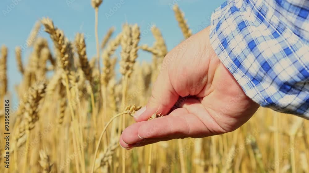 Farmer checking the quality and maturity of wheat grains Farmer checking the quality and maturity of wheat grains